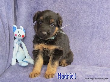 Hadriël, zwart-bruine Oudduitse Herder reu van 4 weken oud
